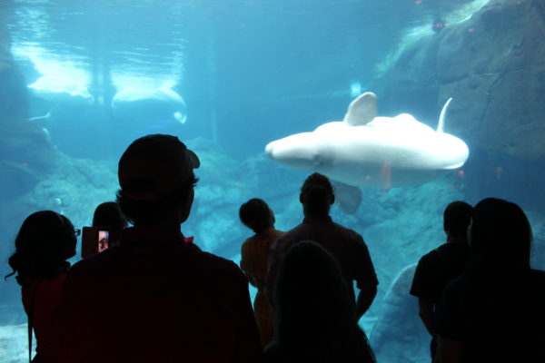 how far is world of coca cola from georgia aquarium